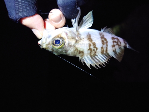 シロメバルの釣果