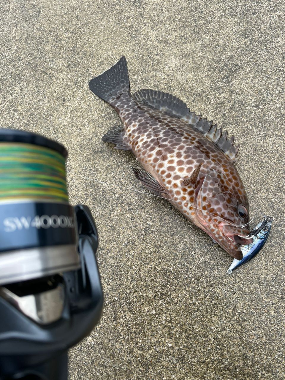 オオモンハタ