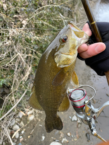 スモールマウスバスの釣果