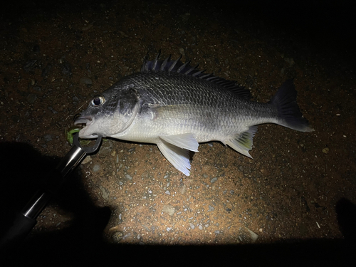 キビレの釣果