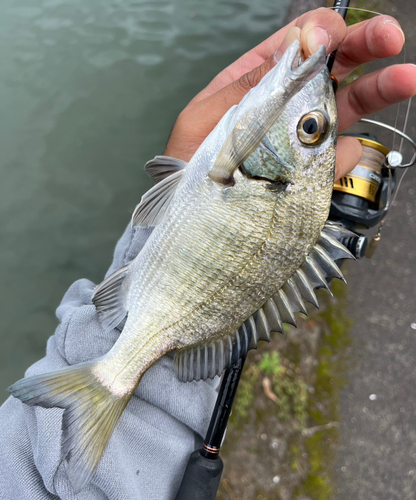 ミナミクロダイの釣果