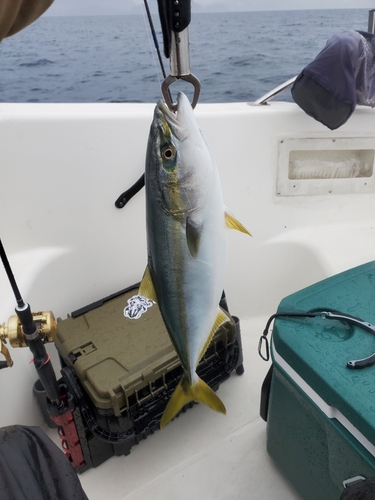 ハマチの釣果