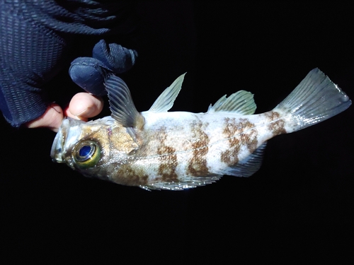 シロメバルの釣果