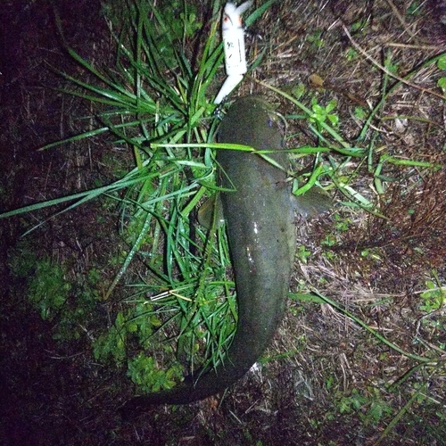 マナマズの釣果