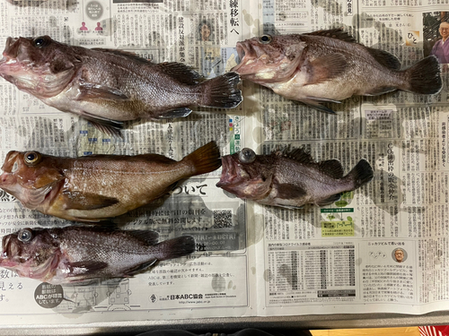 マゾイの釣果