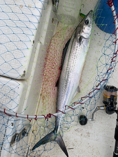 サワラの釣果