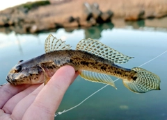 マハゼの釣果