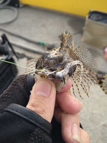 アナハゼの釣果