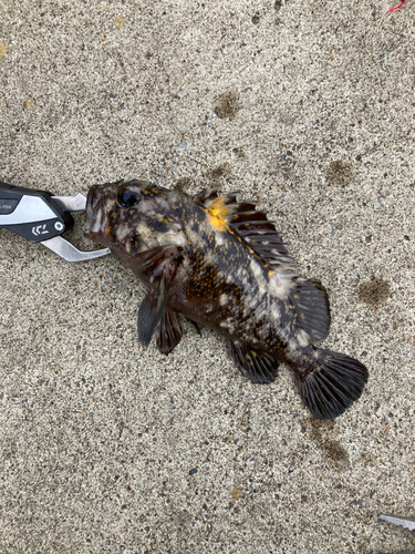 オウゴンムラソイの釣果