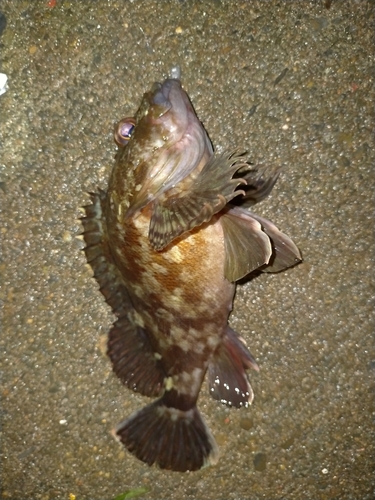 カサゴの釣果