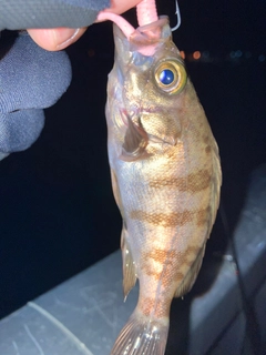 メバルの釣果