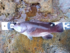 カンダイの釣果