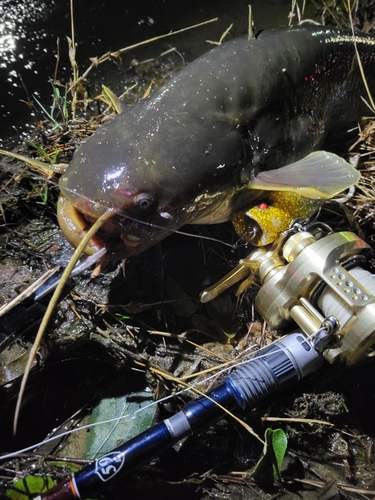 マナマズの釣果