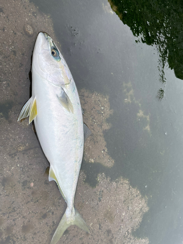 ハマチの釣果