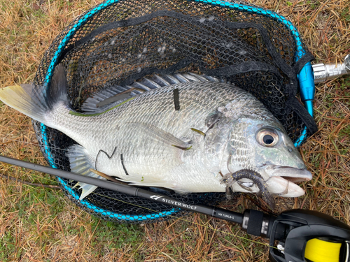 キビレの釣果