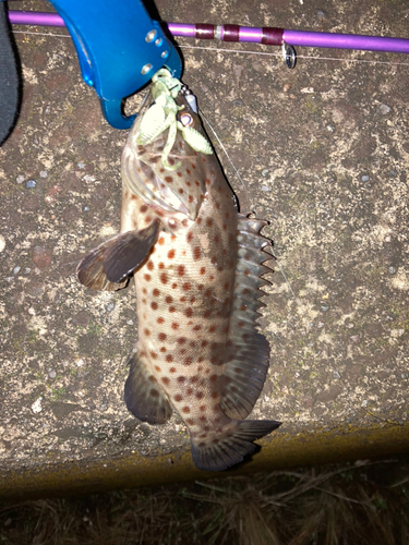 チャイロマルハタの釣果