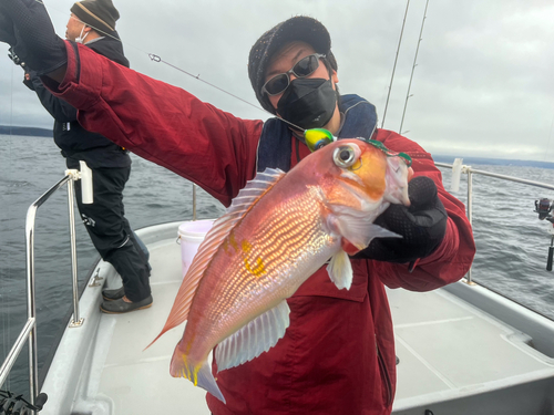 アマダイの釣果