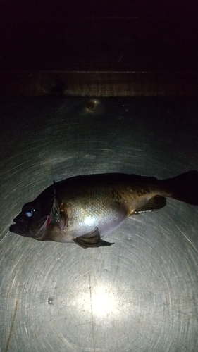 クロメバルの釣果