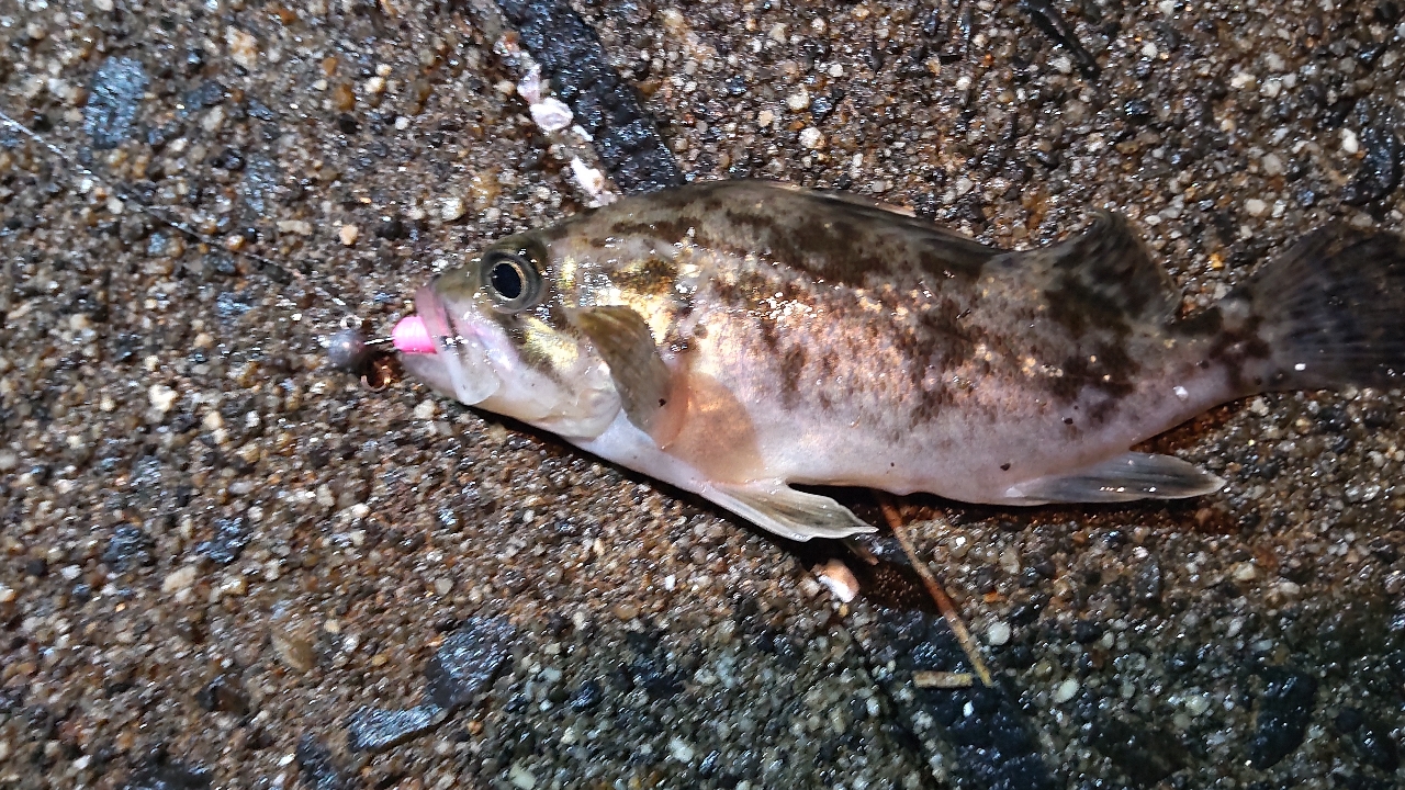 タケノコメバル