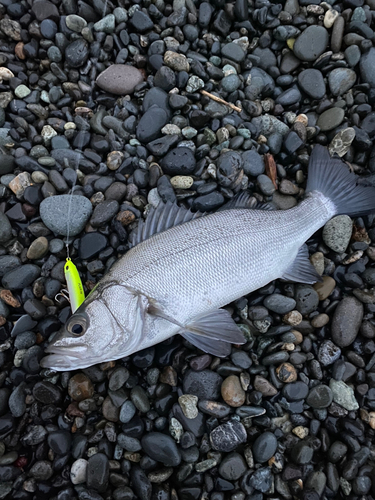 ヒラスズキの釣果