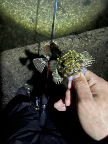 タケノコメバルの釣果