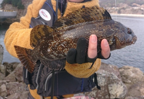 アイナメの釣果