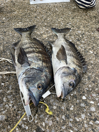 クロダイの釣果