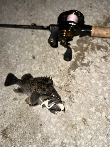 ホッケの釣果