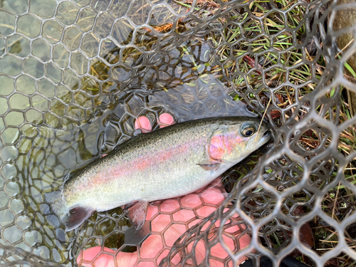 ニジマスの釣果