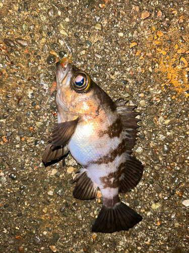 メバルの釣果