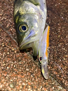 シーバスの釣果