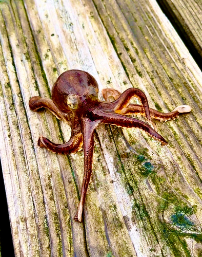 イイダコの釣果