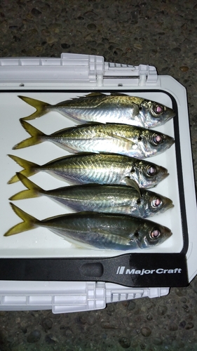 アジの釣果