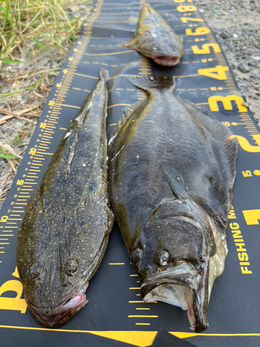 マゴチの釣果