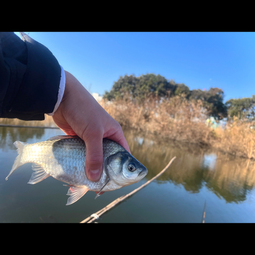 ヘラブナの釣果