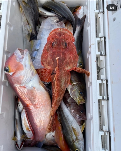 カンパチの釣果