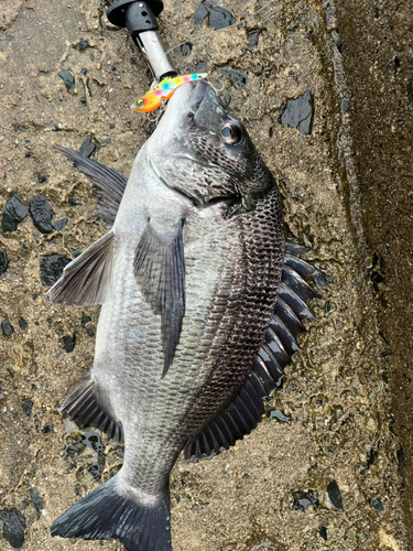 チヌの釣果