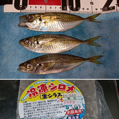 アジの釣果