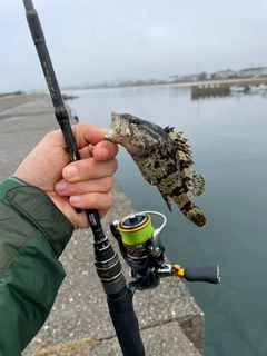 タケノコメバルの釣果