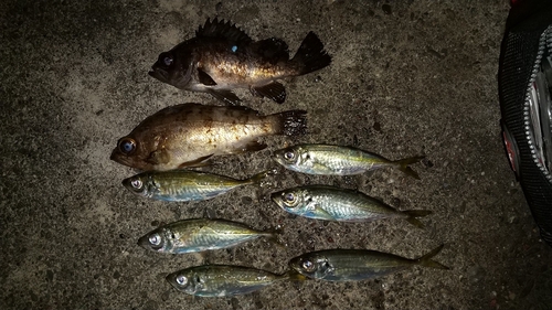 アジの釣果