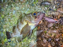 メバルの釣果