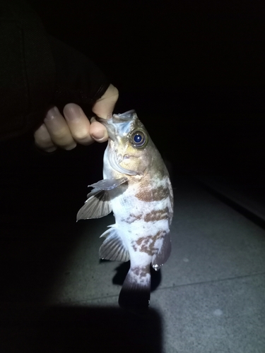 シロメバルの釣果