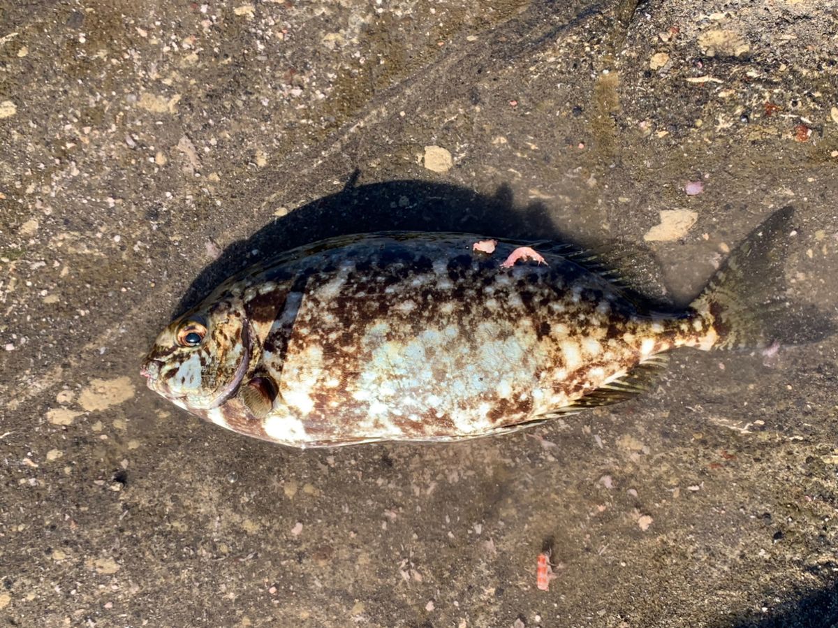 クサの上のフグさんの釣果 2枚目の画像