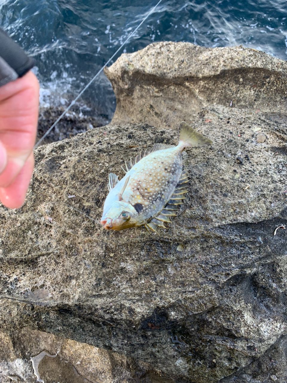 クサの上のフグさんの釣果 3枚目の画像