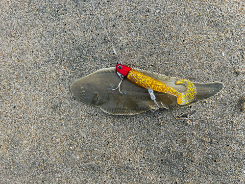 シタビラメの釣果