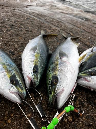 ハマチの釣果