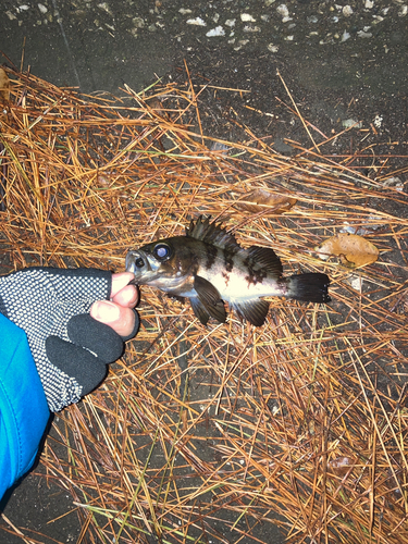 メバルの釣果