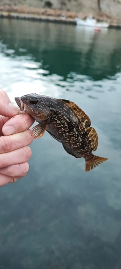 アイナメの釣果