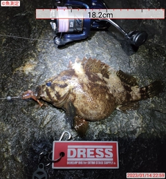 ムラソイの釣果