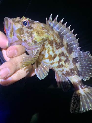 カサゴの釣果